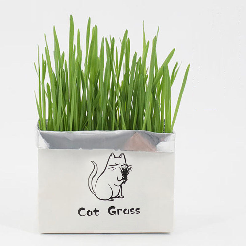 Soilless Organic Cat Grass Clean Oral Cat Supplies